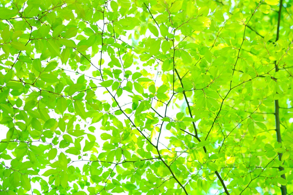 fa8fedce226568361d6cfd97edccdd0f_m